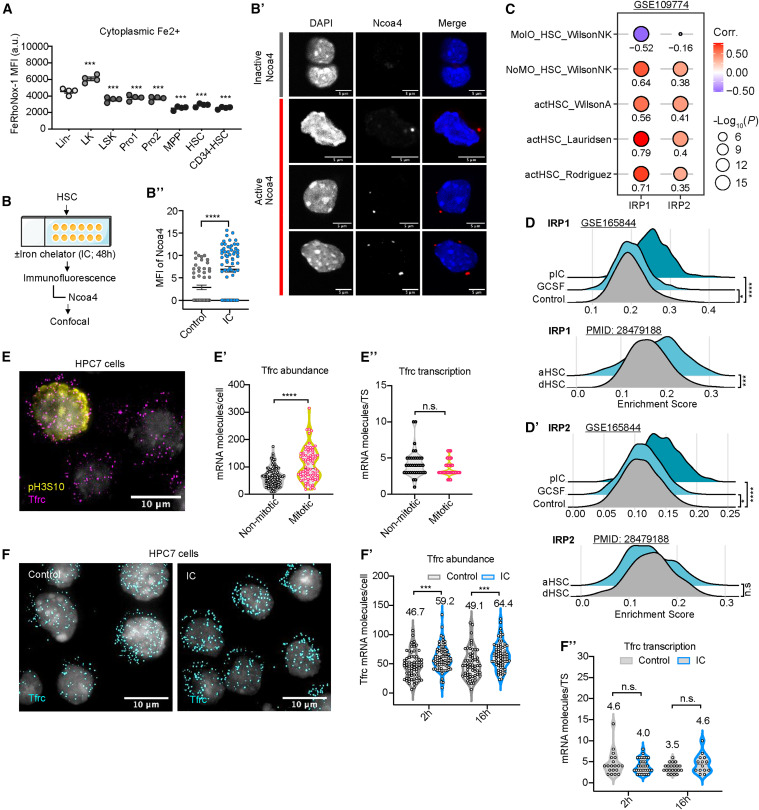 Cell Stem Cell:鐵流變器控制造血干細(xì)胞的命運(yùn)